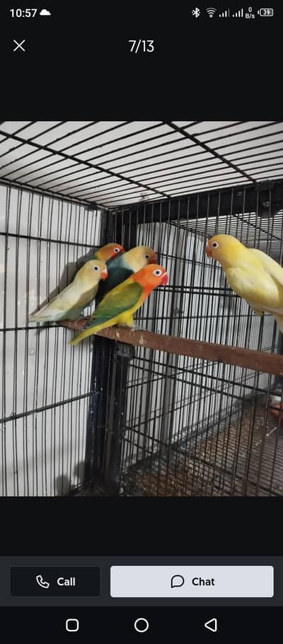 Lovebird  parrot colony