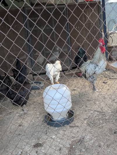 Aseel mianwali,aseel white o shamoo,mix breed