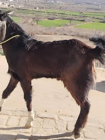 Qurbani ka bakra for sale