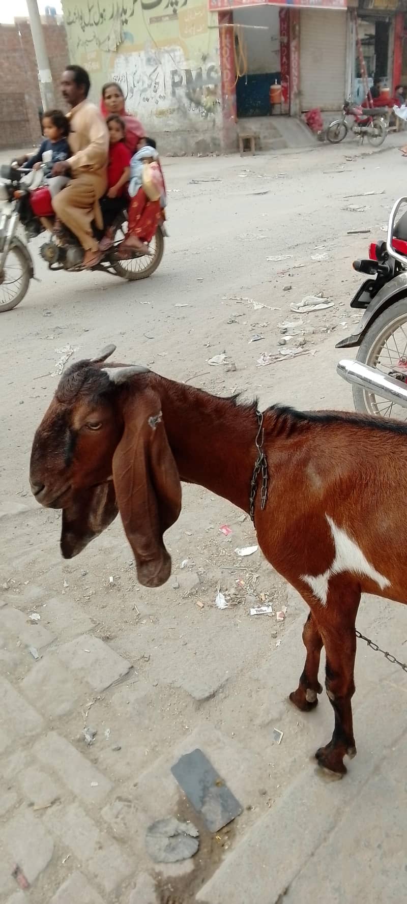 goats 0