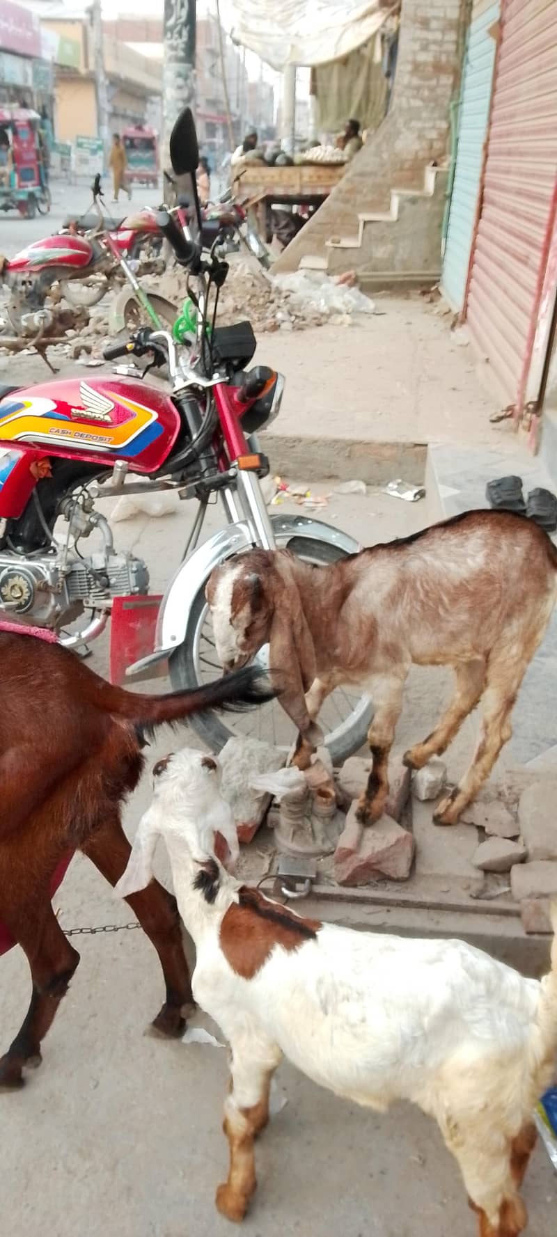 goats 1