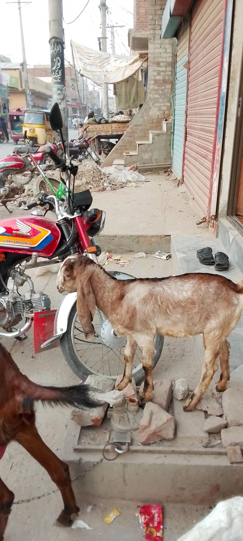goats 2