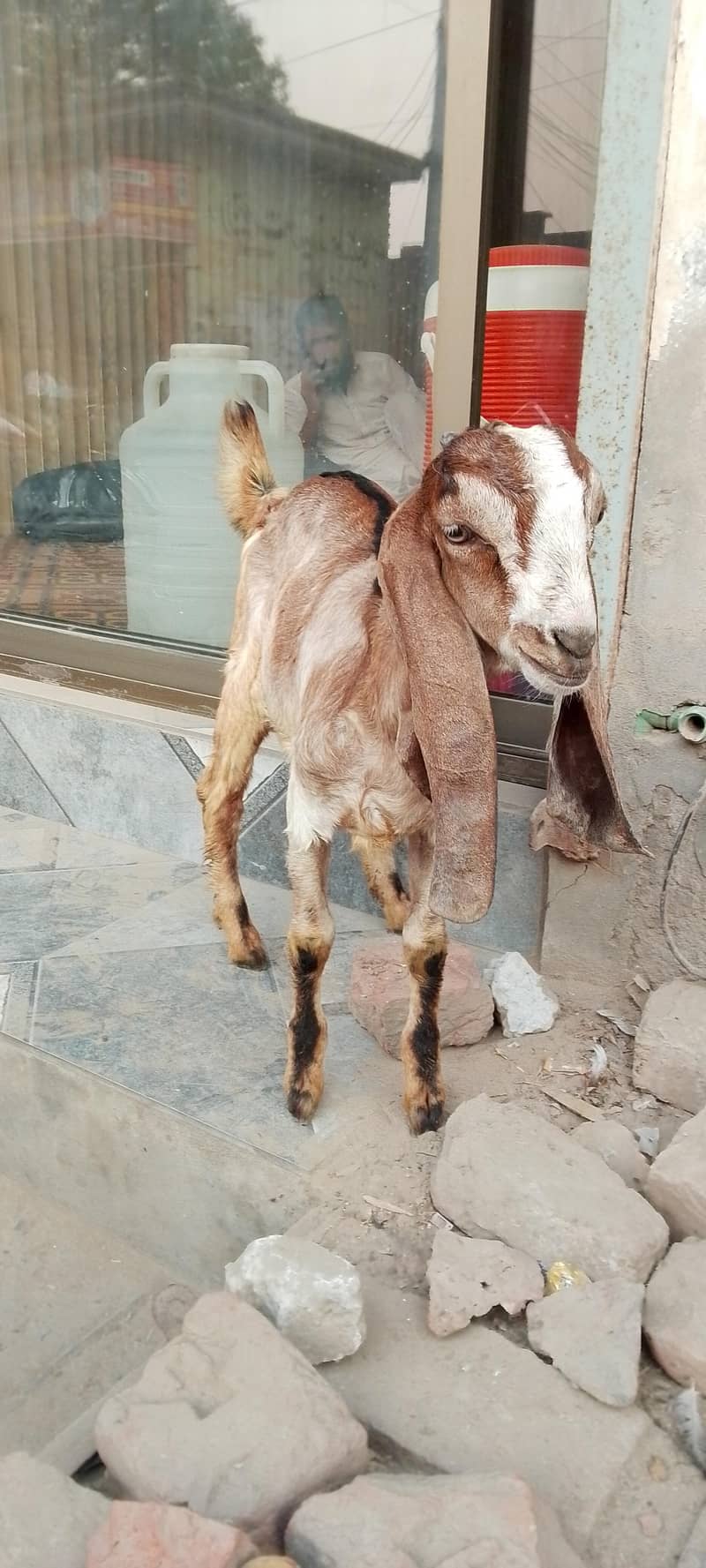 goats 3