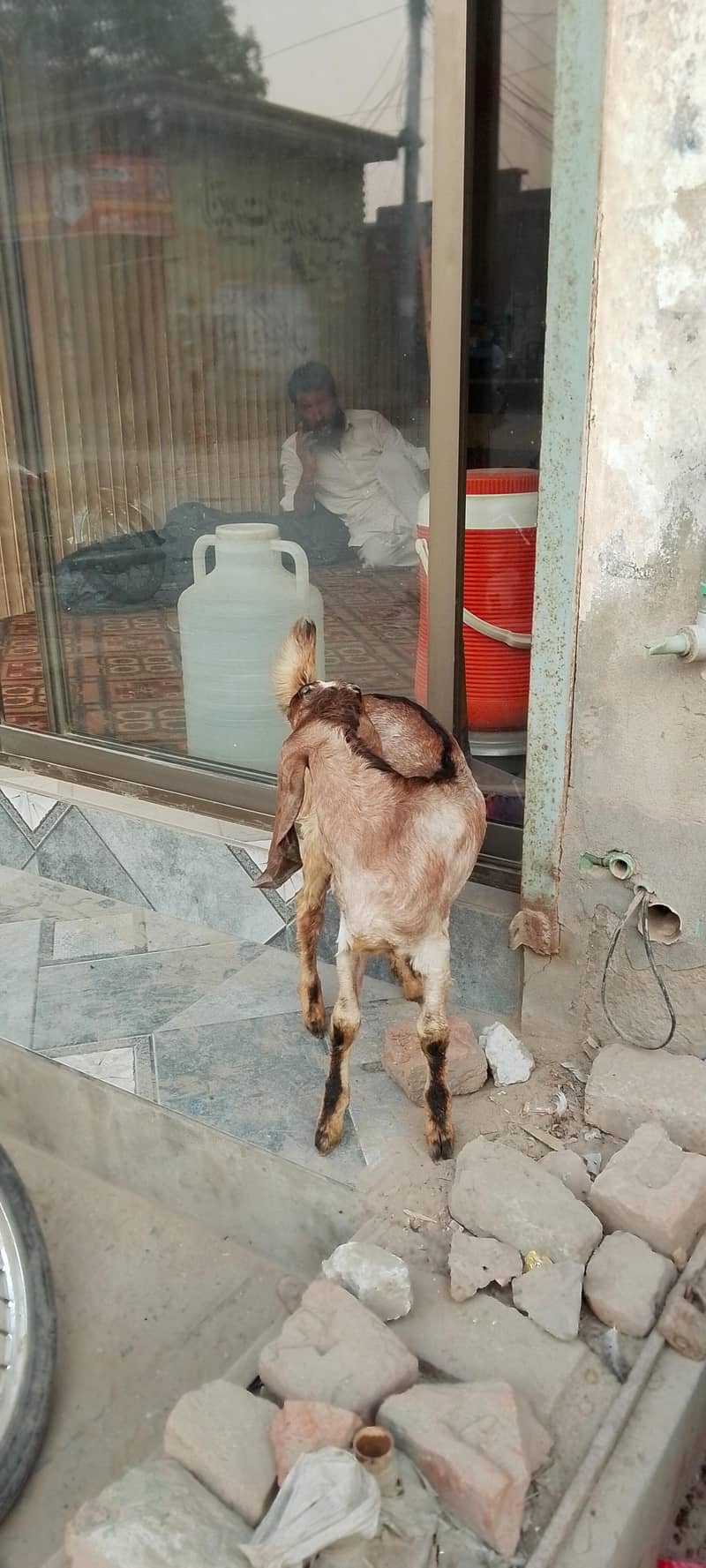 goats 4