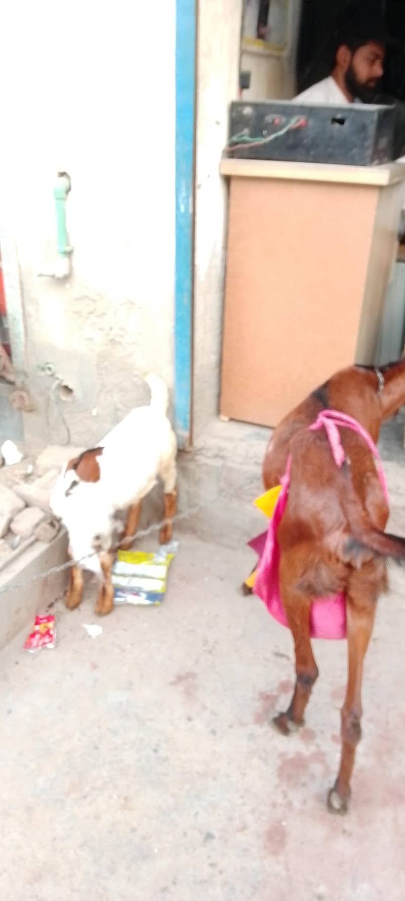 goats 5