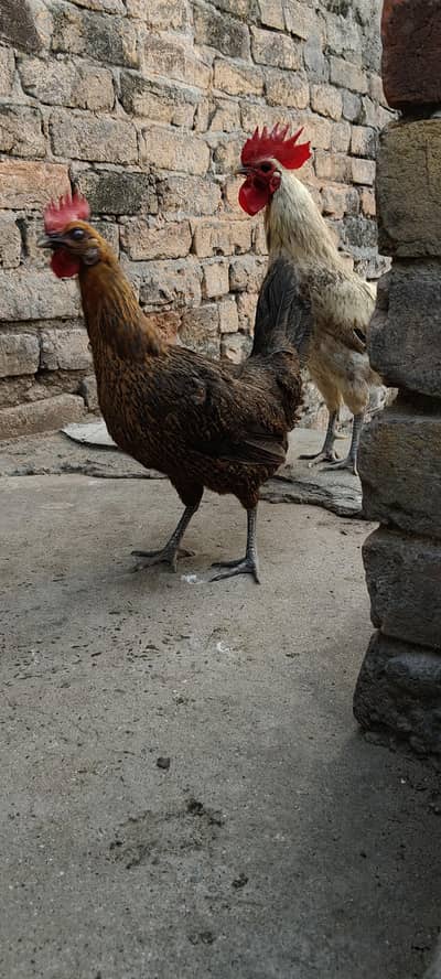 for sale Desi hens