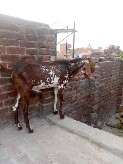 Healthy Bakra for Sale – Qurbani / Farming Purpose