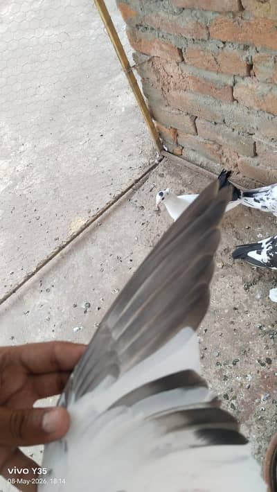 gar k kabutar hyn 12 madiyan bhot achi hyn beach may rampuri or dove