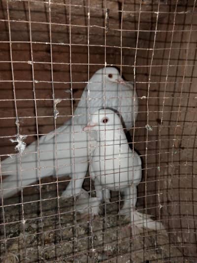 Breeder male orignal