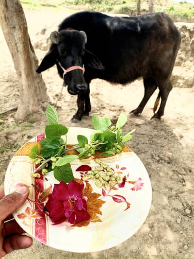 Buffyfor sale female black color age 2.5 year dondi