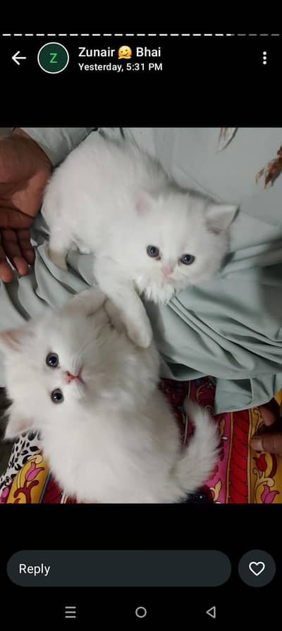 SHaro  Koko Monti 03144762823 contact on watsap