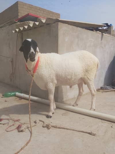 sheep