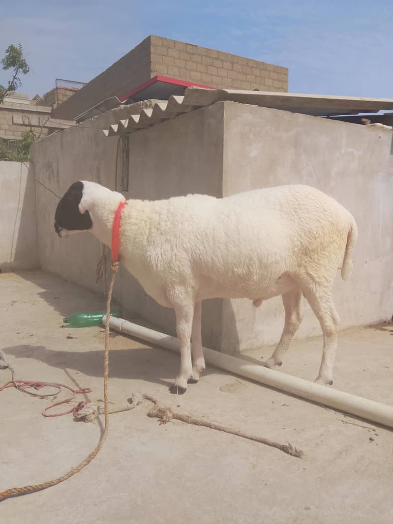 sheep 1