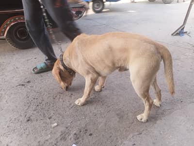 Labradog urgent sale