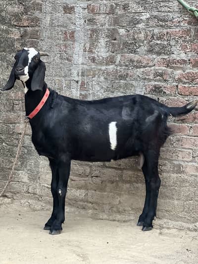 Goat For Sale