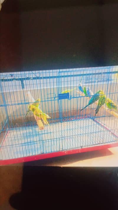 budgies or coctail for sale