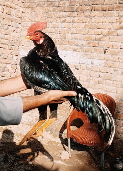 lasani chicks