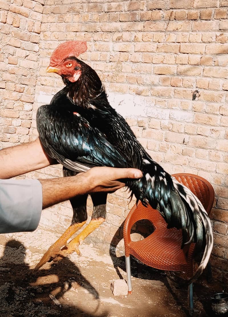 lasani chicks 0