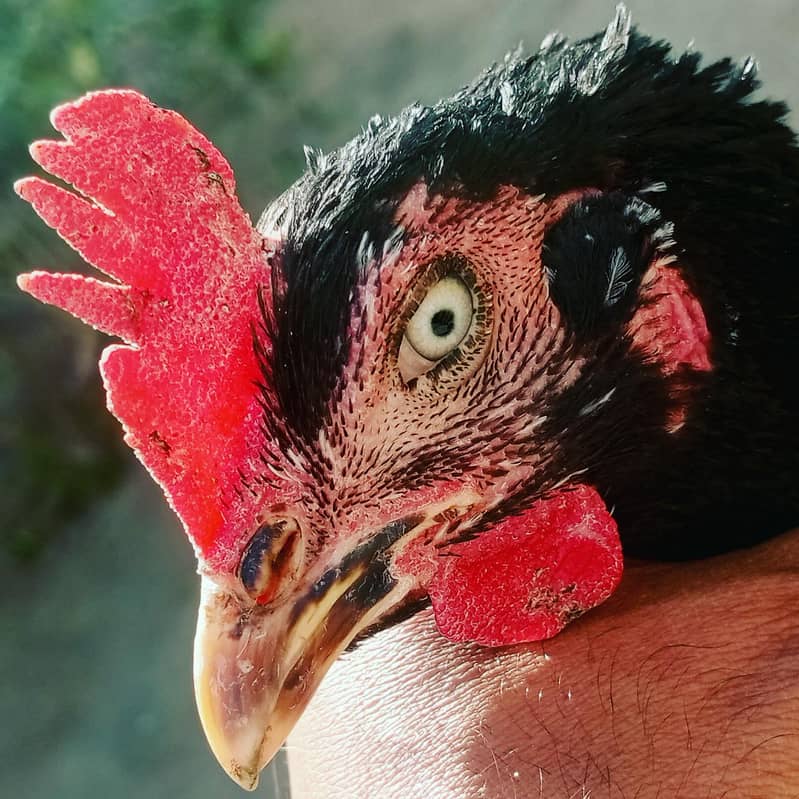 lasani chicks 1