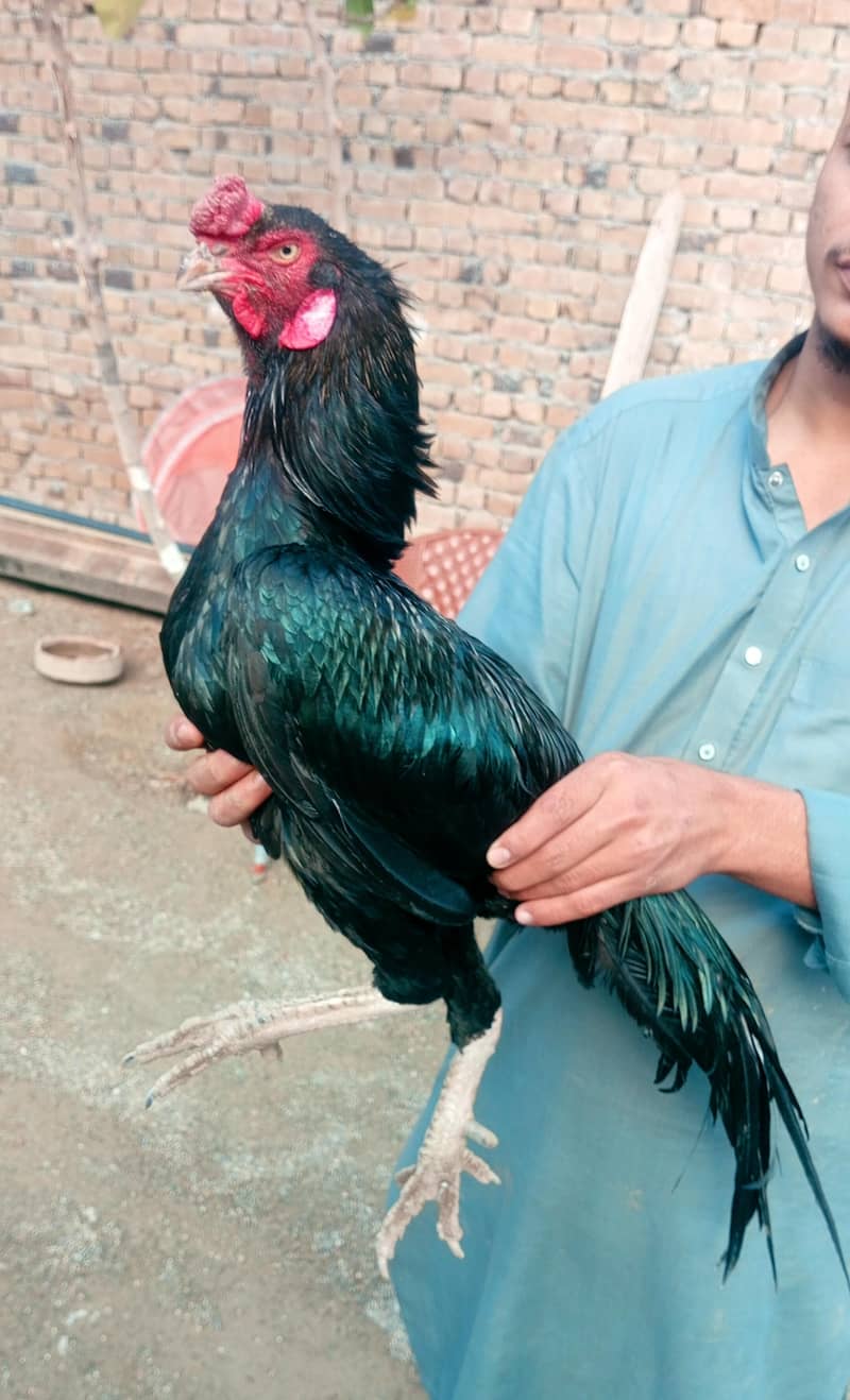 lasani chicks 2