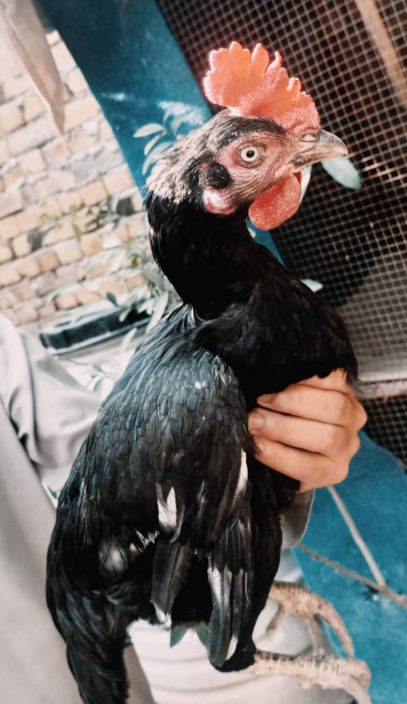 lasani chicks 7