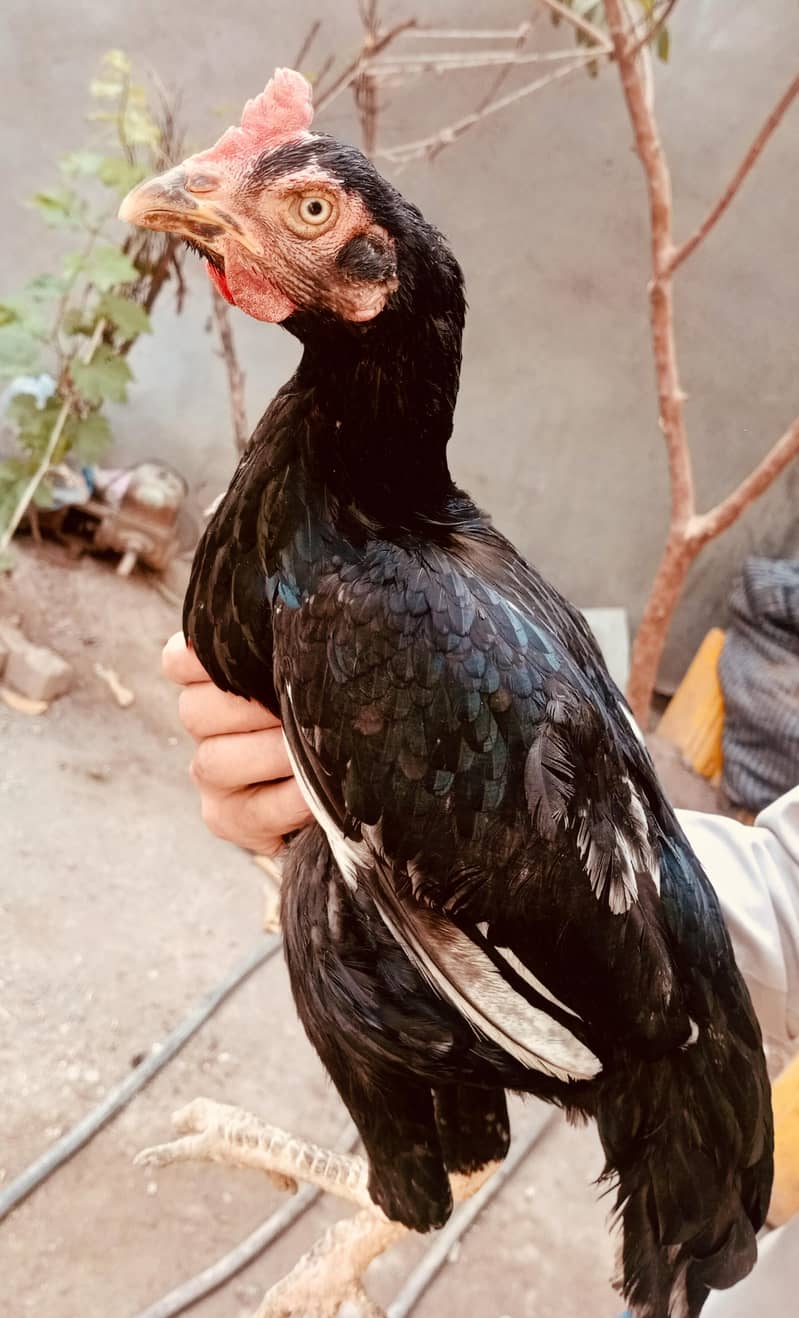 lasani chicks 8