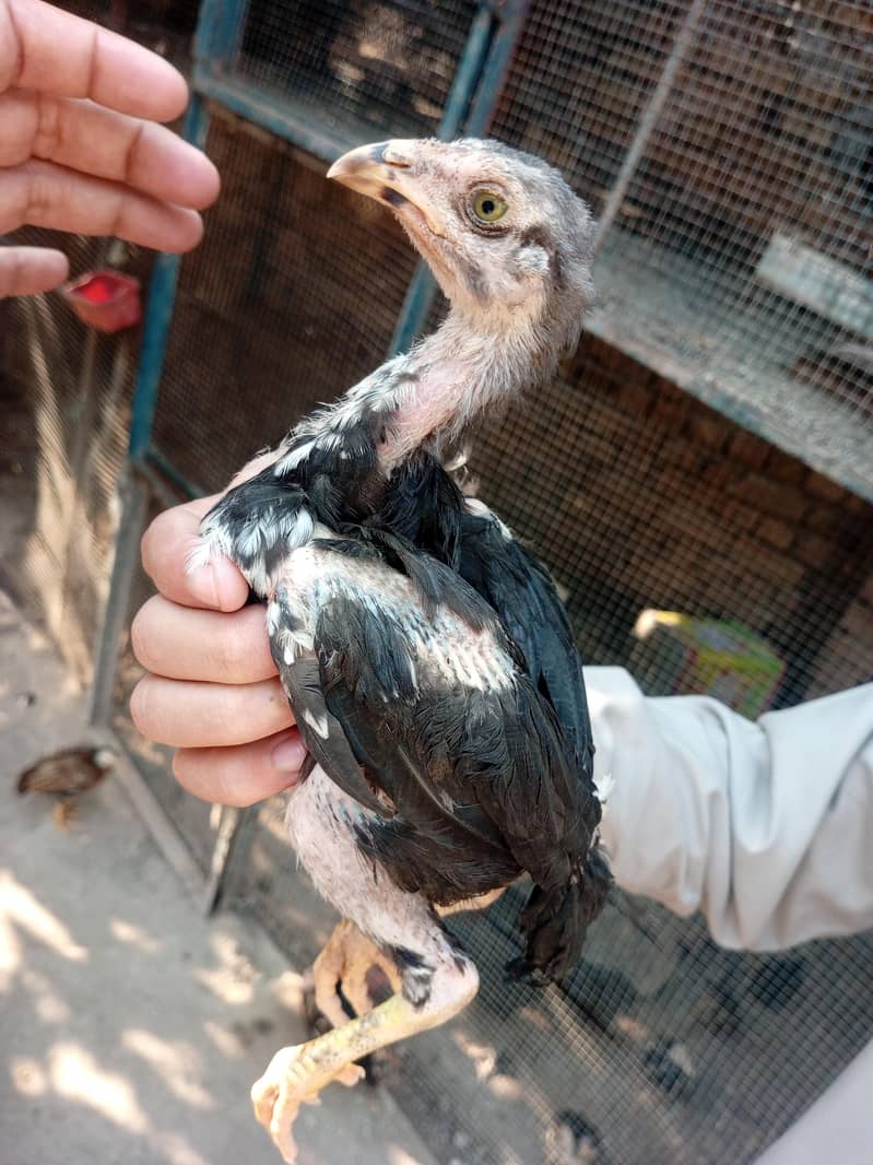 lasani chicks 9
