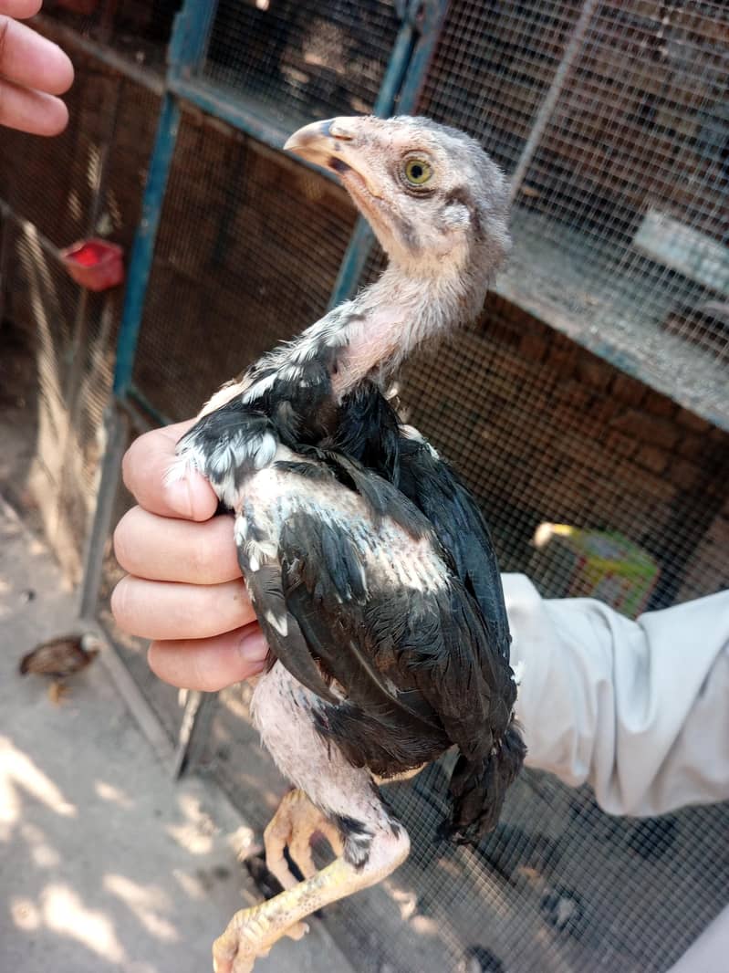 lasani chicks 10