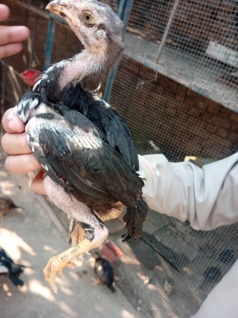 lasani chicks 11