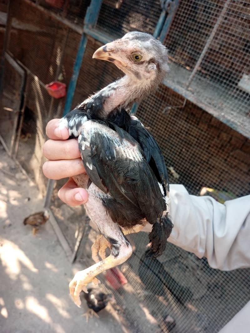 lasani chicks 12