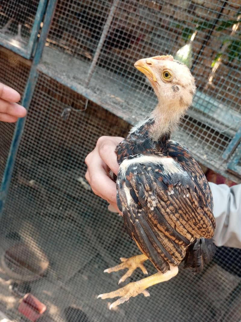 lasani chicks 15