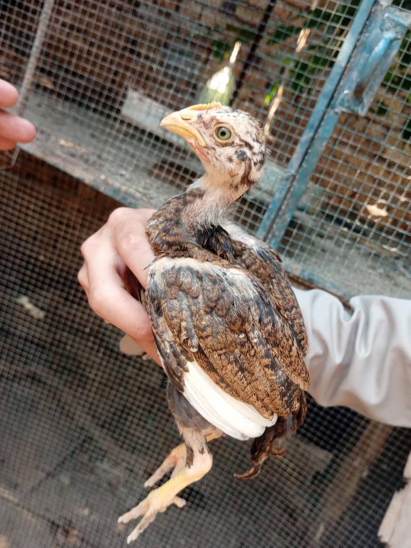 lasani chicks 16