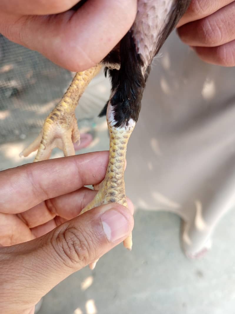 lasani chicks 17