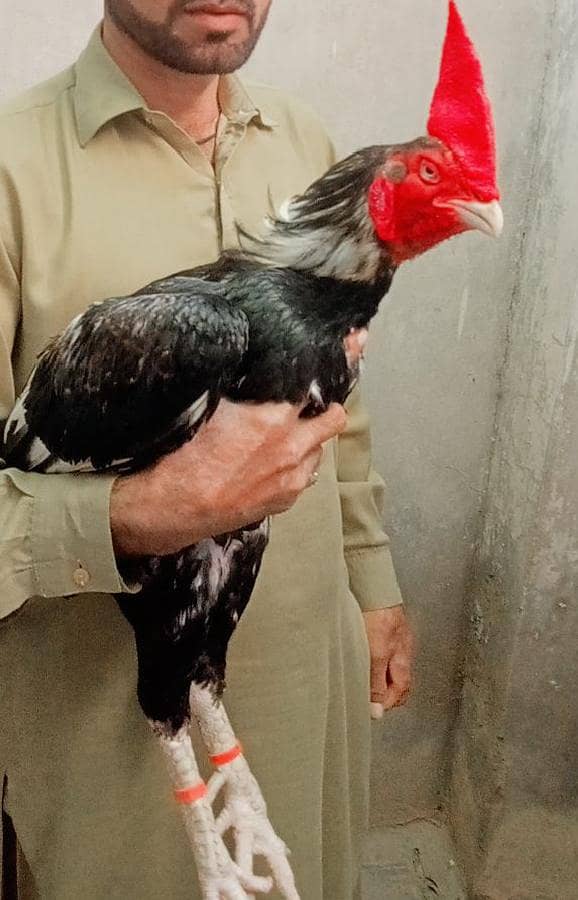 lasani chicks 18