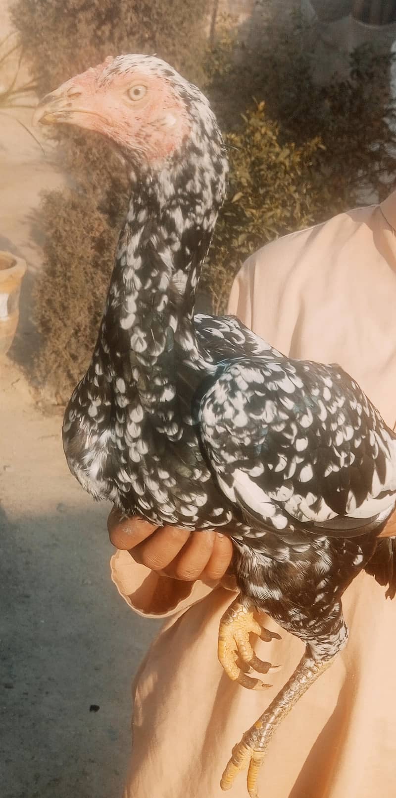lasani chicks 19