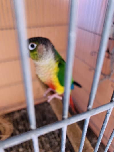 Green chick conure