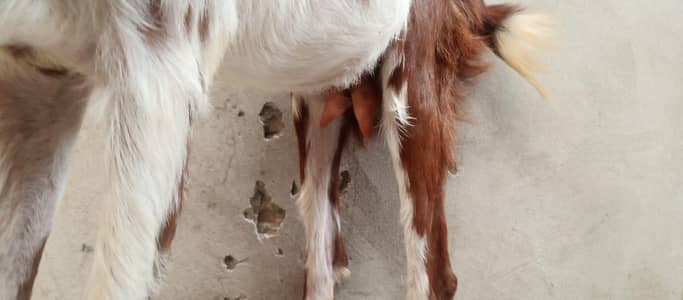 bakri bachy k sath
