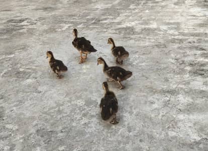 Ducklings, Baby Ducks, Muscovy Ducks for sale