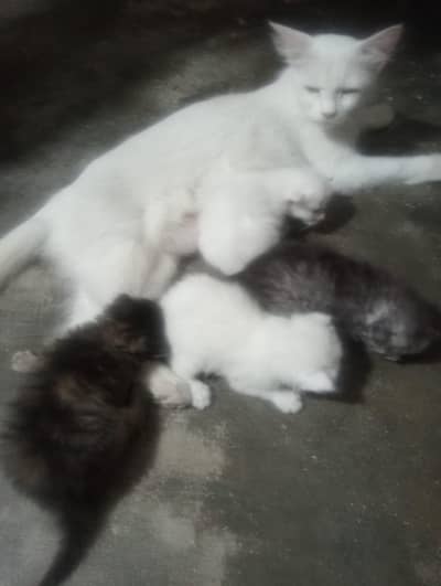 1 Cat with 4 baby