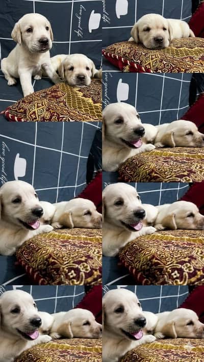 Labrador puppy's available My WhatsApp Number 03114052791