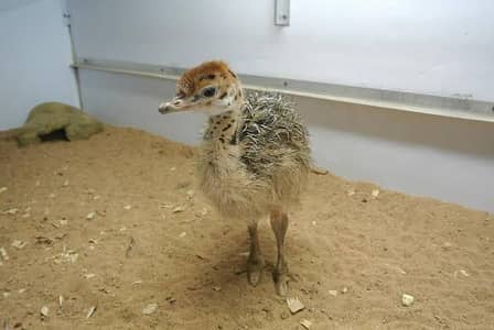 ostrich chick baby