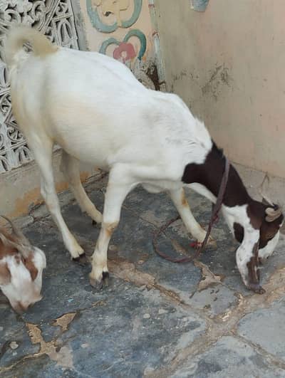 18-Month Healthy and Strong Goat Buck for Sale – Premium Quality