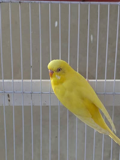 2 pair of budgies  with cage