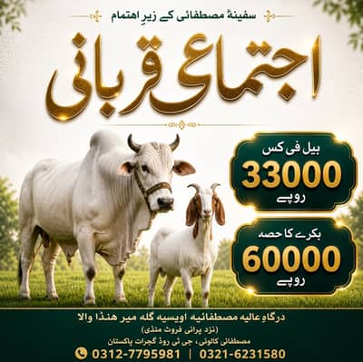 Ijtimai Qurbani | Qurbani ka hissa | Qurbani Bulls | Bakra