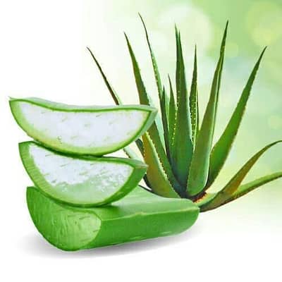 Premium Quality Alovera Fresh Gel, Fresh Cuttings are Available