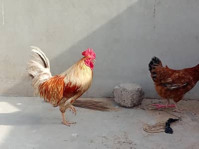 Active Golden misri pair for sale