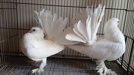 Lakky for sale