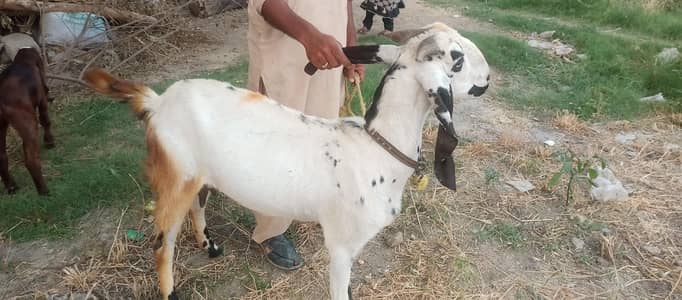 bakri for sale 4 dant