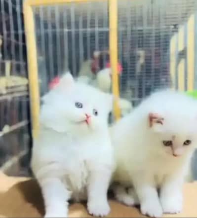 Persian female kitten for sale 0370"3660452 Whatsapp number