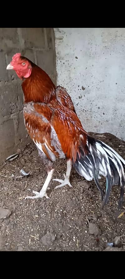 Aseel Rooster Complete Setup for Sale